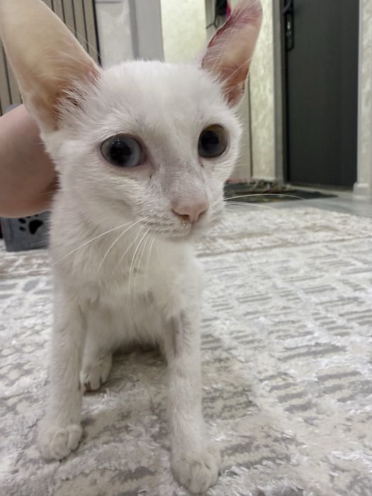 Отдам котенка в добрые руки