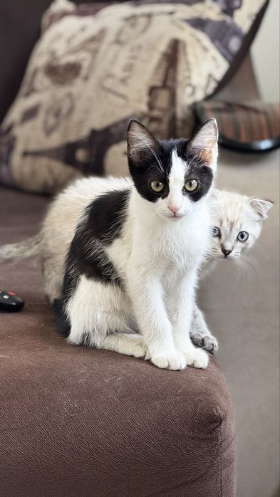 Котята Бесплатно