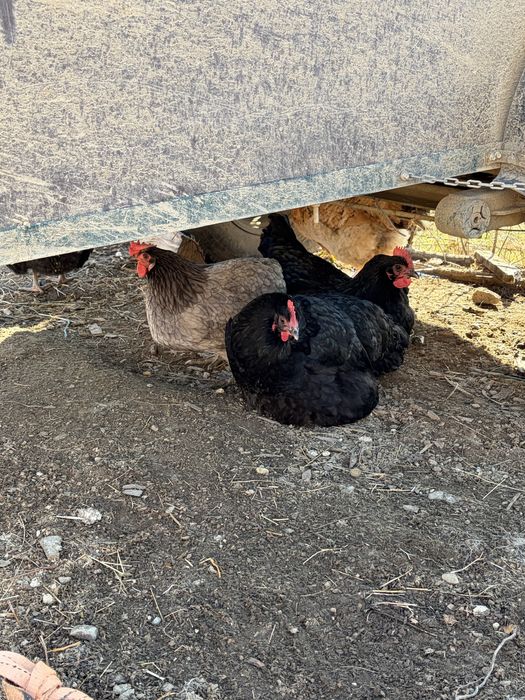 Oua de consum sau incubat gaini si rate