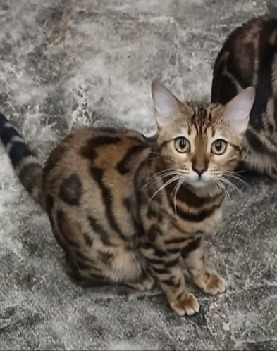 Кошка в добрые руки