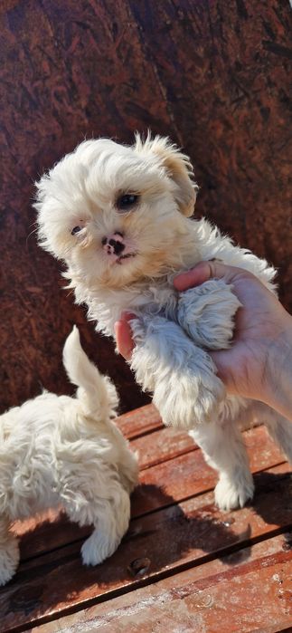 Baiat și  fata shih tzu