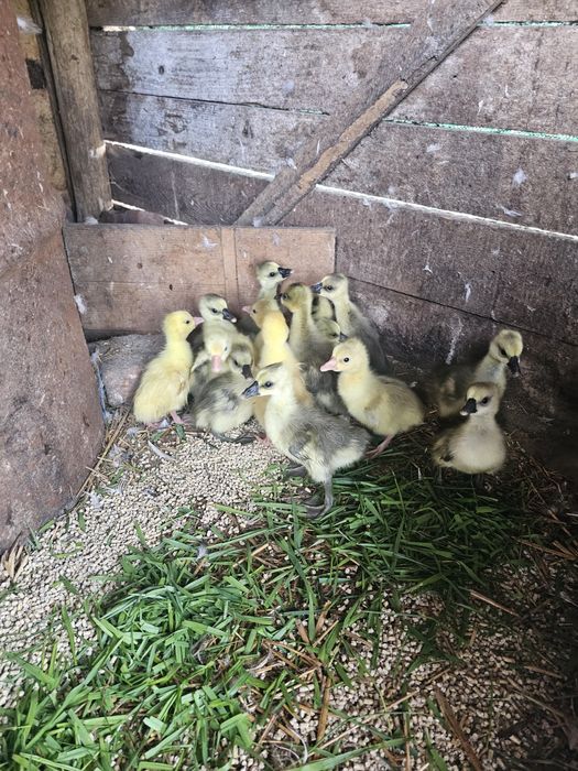 Boboci gâscă leșească
