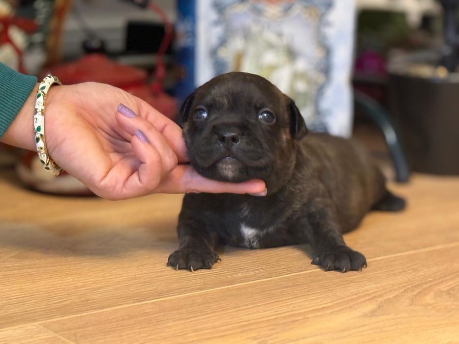 Mascul Staffordshire Bull Terrier