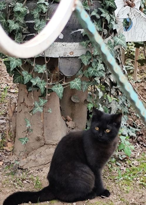 Британский котенок 3,5 месяца