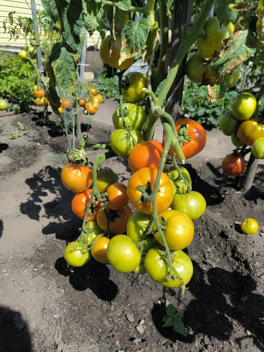 Продам помидоры домашние