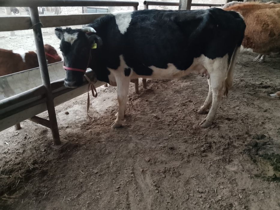 Қара Ала сүтті сауын сиыр