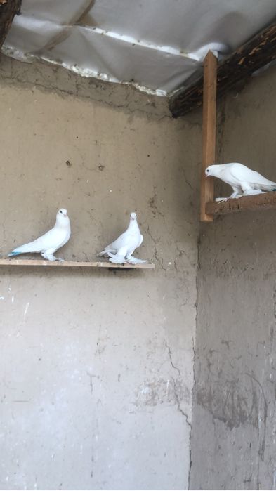 Продам сизых на греблях