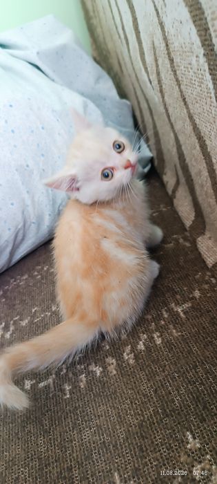 Британские котята