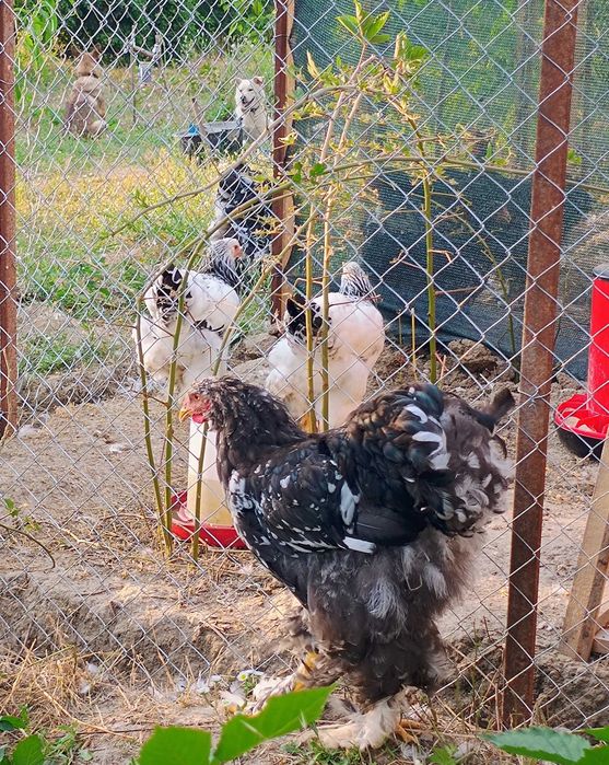 Cocoși Cochinchina, disponibili .