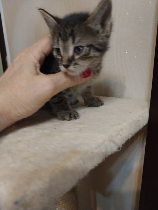 Котёнок  маленький мальчик