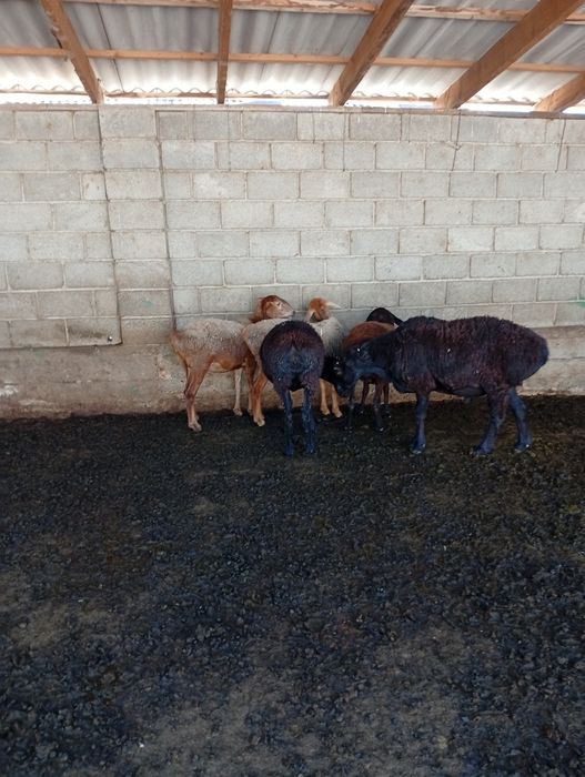 Қойлар сатыладыы