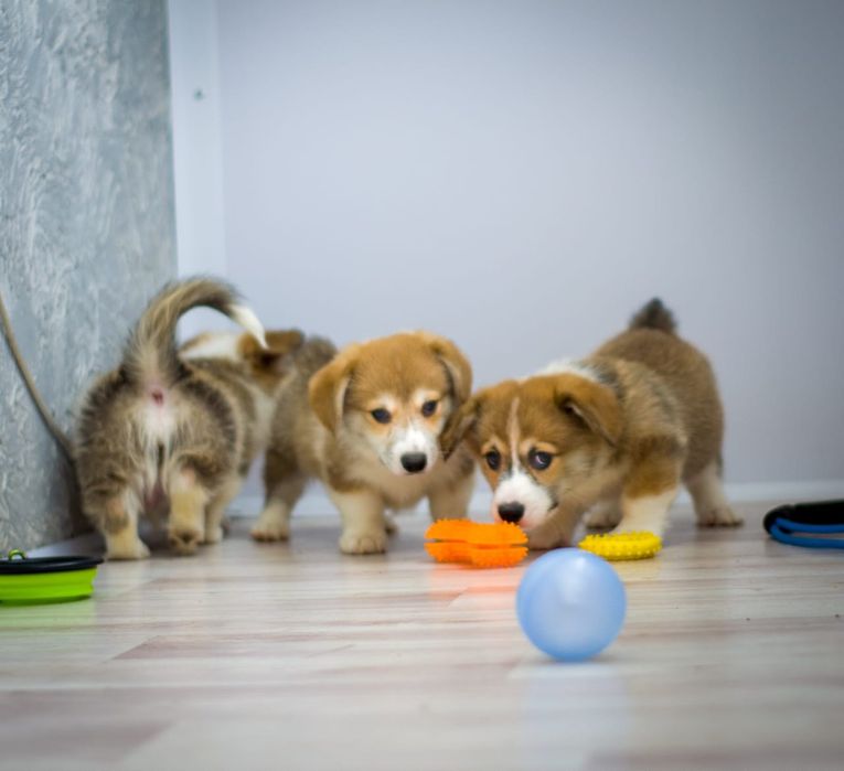 Милые Малыши Корги