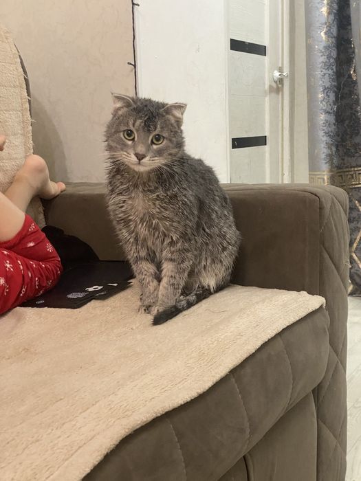 красивый кот бесплатно