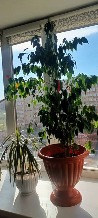 Продаю комнатные расстения