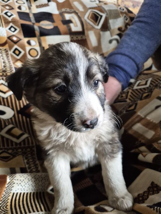 Щенки Даром сторожевой собаки