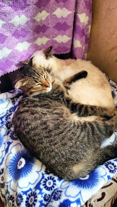 Отдам котенка мальчик