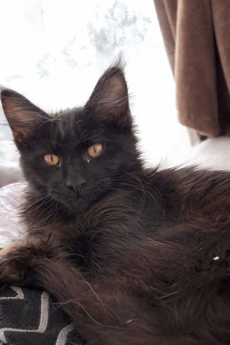 Продам котенок Мейн-Кун