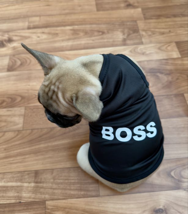 Щенок французского бульдога