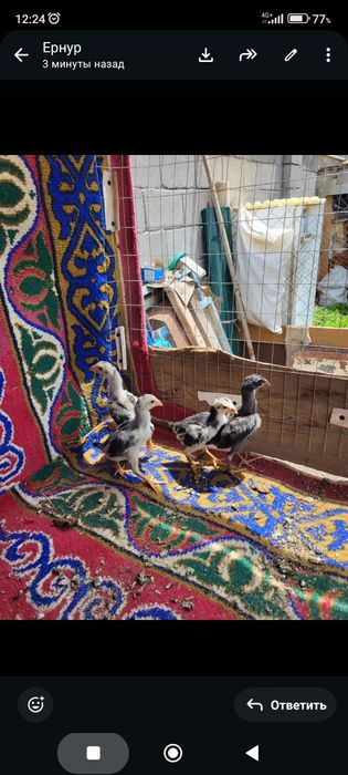 Дакан шожелер 15000