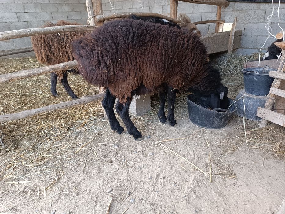 Barra sotiladi sirichni