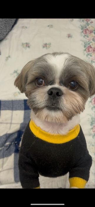 Мальчик ши тцу ищет невесту