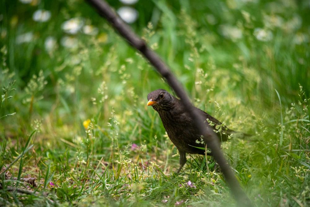 Обектив Sigma 150-500 за Pentax