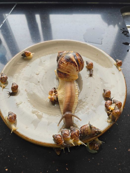 Улитки ахатины, взрослые