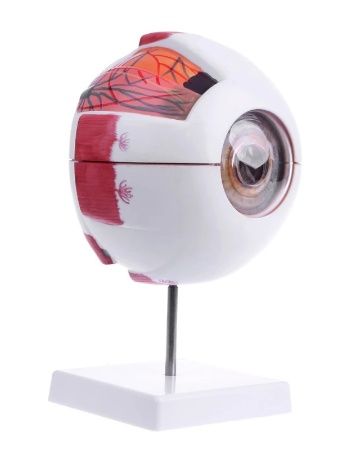 Макет человеческого глаза 21×14см - анатомический учебный инструмент/