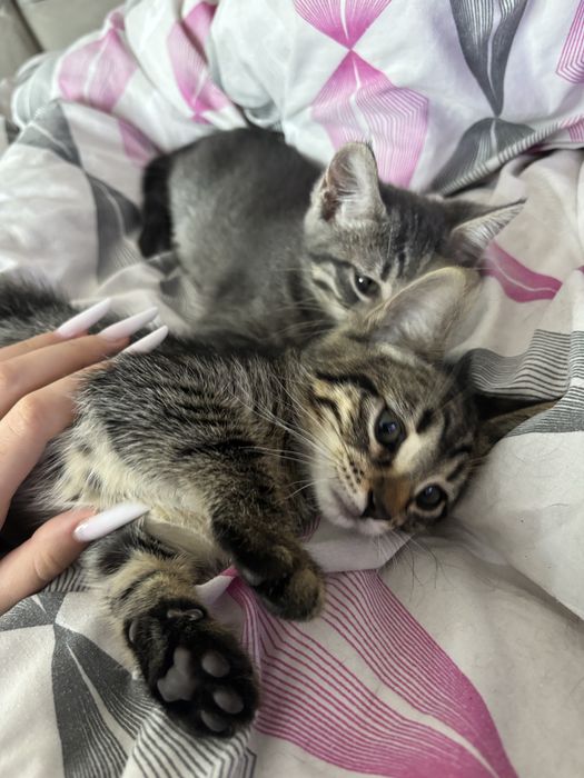 pui de pisici dau spre adoptie