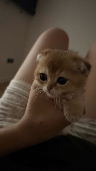 Срочно продаю котенка