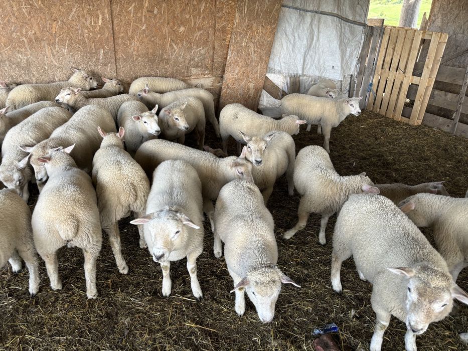 Berbeci TEXEL