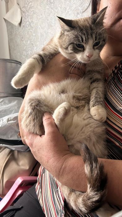 Кошки в добрые руки