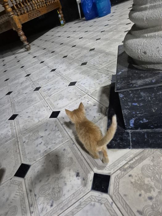 котенок отдам даром