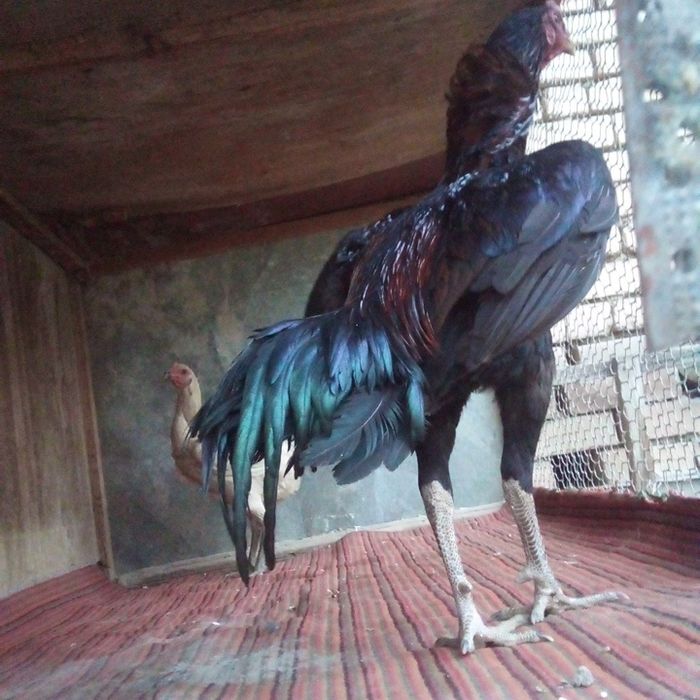 Ganoy dagan zot toza narsala qiziqanla tuhumlari bor