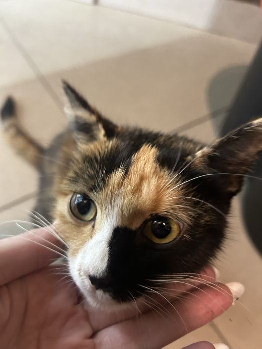Pisica asemantoare Calico