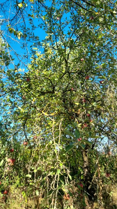 Mere bio, soiuri vechi Ionatan, etc aromate, culese cu mâna pt consum, suc