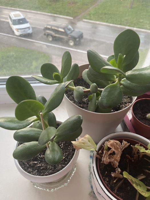 Денежное дерево и кактусы.