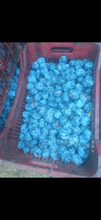 Prune pentru tuica