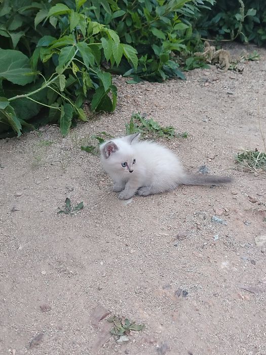 Отдам котят в добрые руки