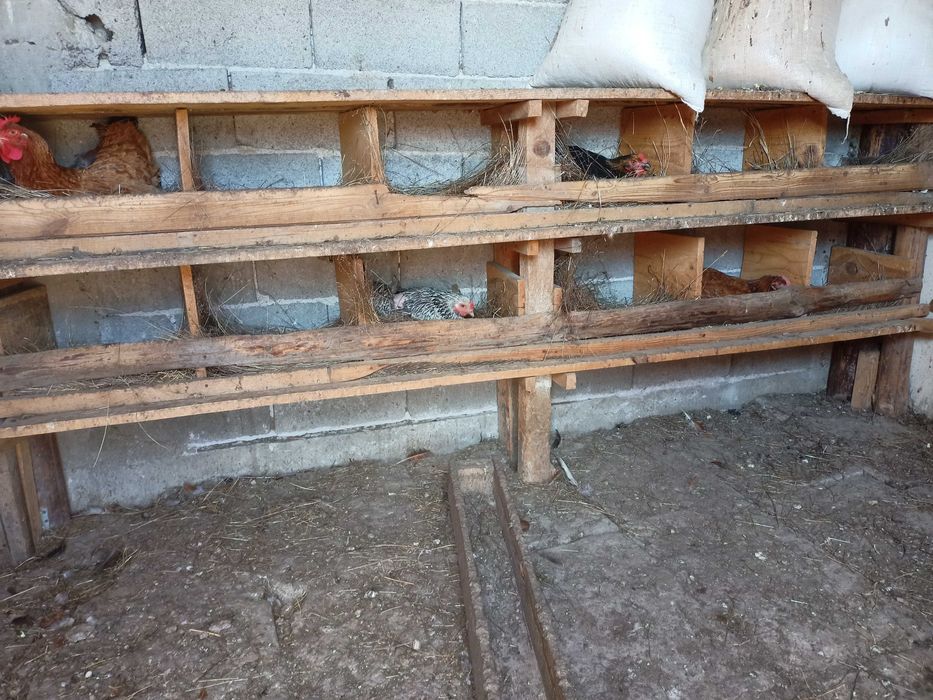 Домашни яйца от свободни  кокошки за консумация и оплодени.