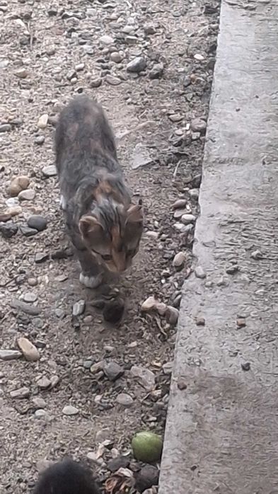 Adoptie pisicute