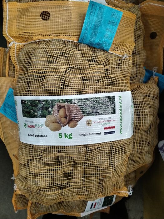 cartofi de sămânță certificati OLANDA