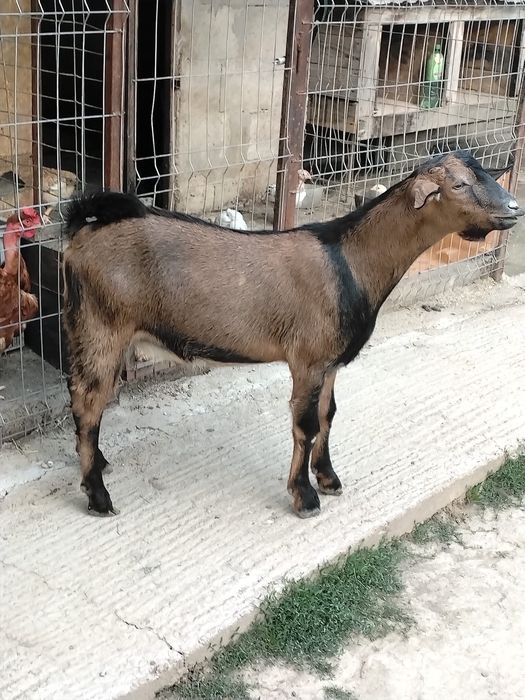 Țap metis anglo-nubian/alpin