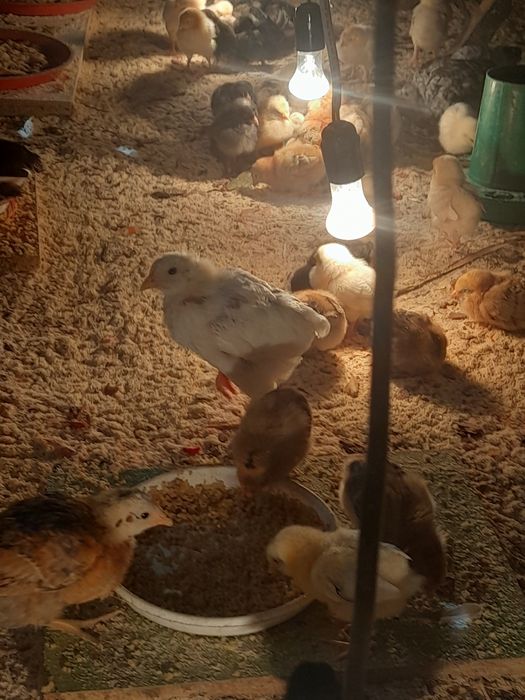 Шөжектер жүз шт.