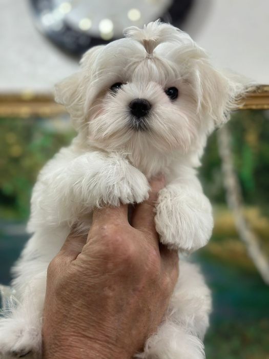 Мальтезе кукольный мальчик