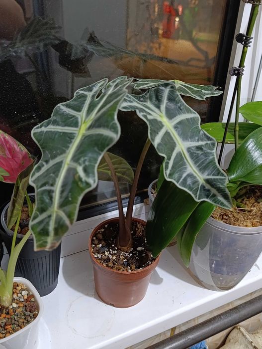 Алоказия Полли +3 клубня,можно обмен