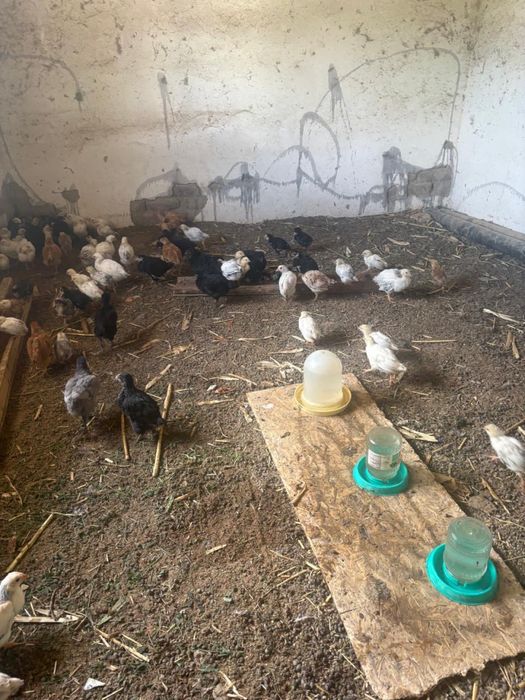 Продается цыплята