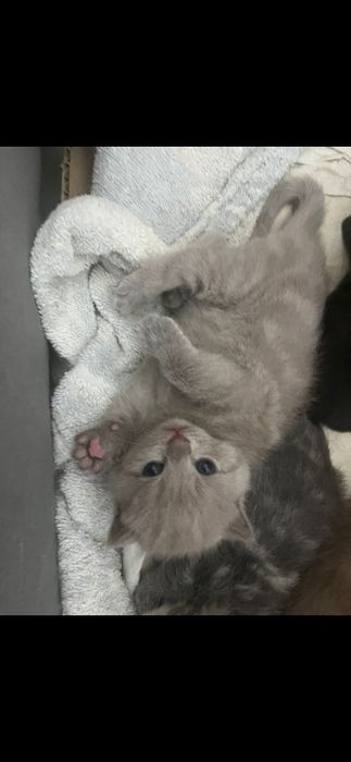 продам котят шатландцы