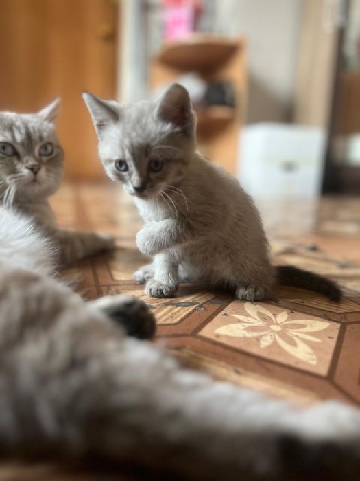 Отдам котят в добрые руки