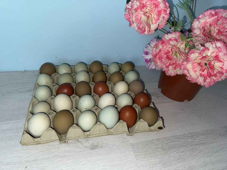 Vand oua incubat: Ameraucana, Marans si Olive